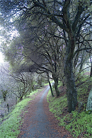 The path adjacent to Alpine Rd.